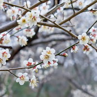 青空を背景に咲き誇る満開のピンクの梅の花の写真