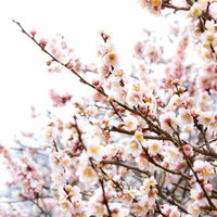 枝先に数輪咲く白い梅の花のクローズアップの写真