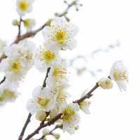 開いた花と膨らむつぼみが混在する満開の梅の写真