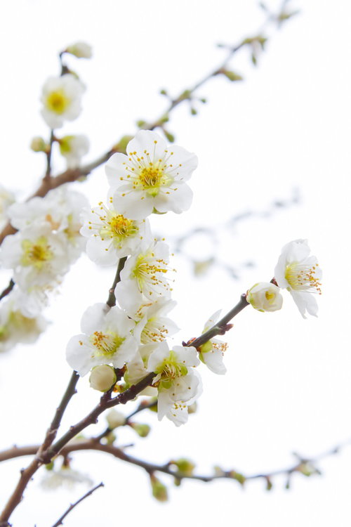 開いた花と膨らむつぼみが混在する満開の梅