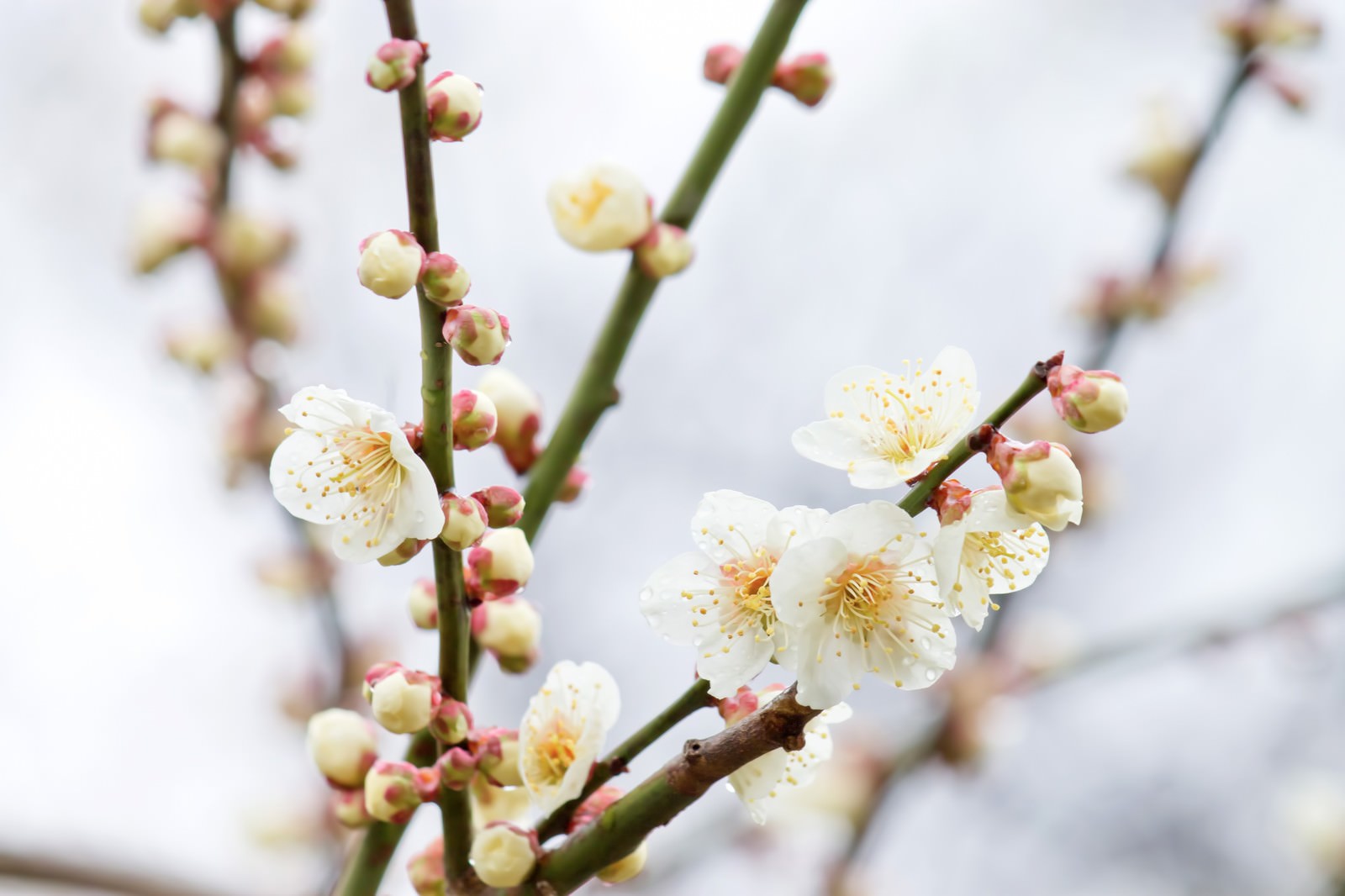 枝に並ぶ梅の花とつぼみ