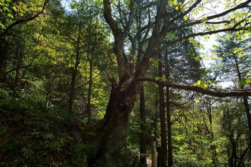 一ノ沢登山道に佇む御神木