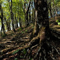丹沢の山奥に広がるブナの森と木漏れ日の自然風景の写真