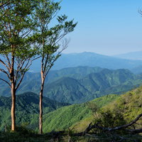霞がかかる丹沢の山並みと手前の緑豊かな木々が層状に重なる風景の写真
