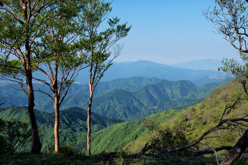 霞がかかる丹沢の山並みと手前の緑豊かな木々が層状に重なる風景
