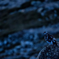 岩場にとまる高山の雷鳥の写真