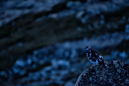 岩場にとまる高山の雷鳥