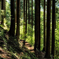 丹沢の杉林を照らす木漏れ日と新緑の山道で見る森の風景の写真