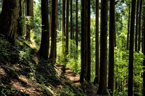 丹沢の杉林を照らす木漏れ日と新緑の山道で見る森の風景