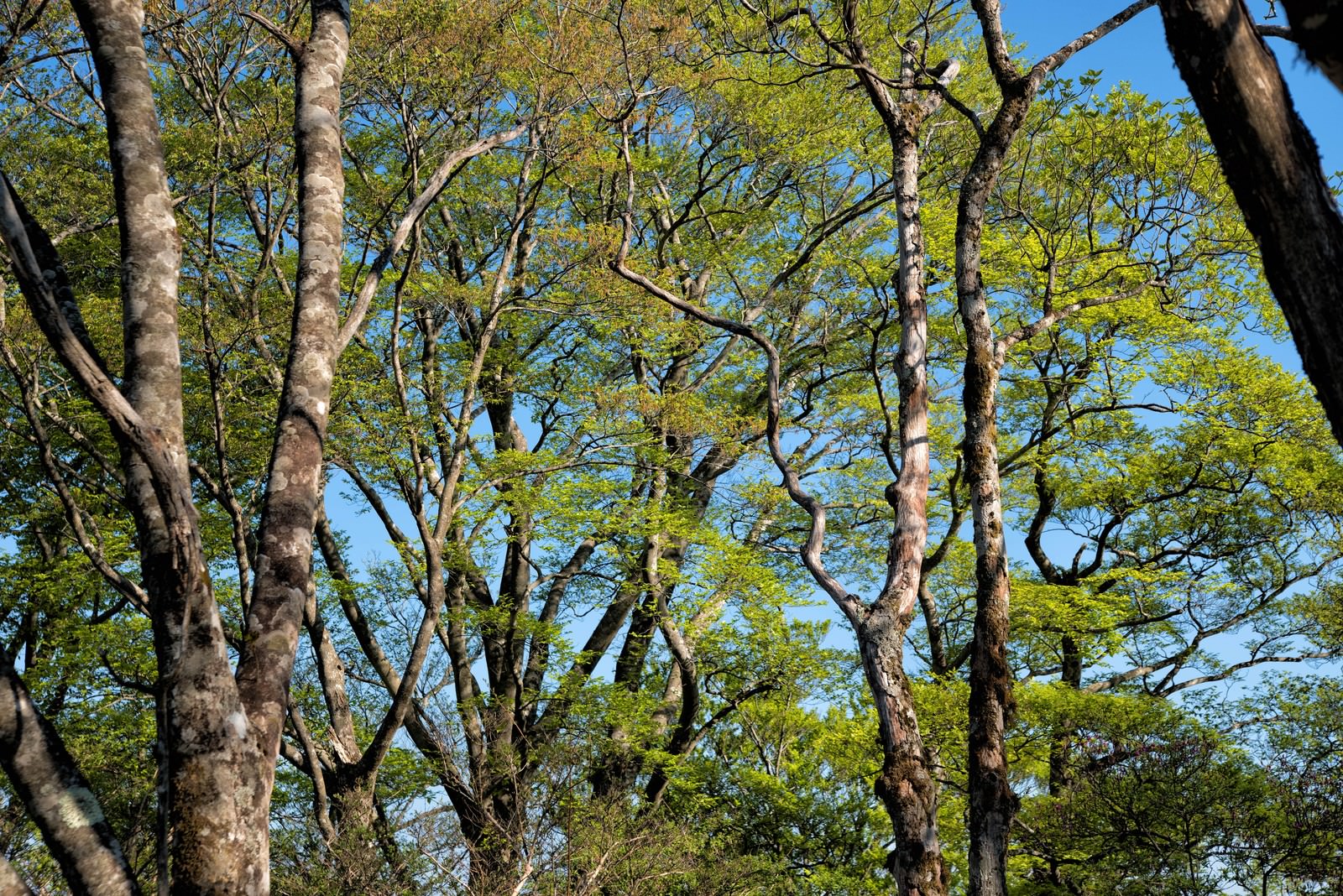 青空の下で新緑の葉を茂らせるブナの木々が立ち並ぶ森林