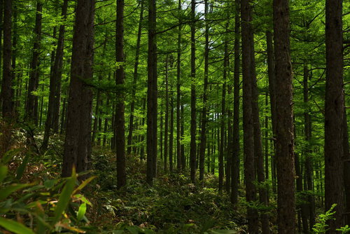 北アルプスの深い森の新緑
