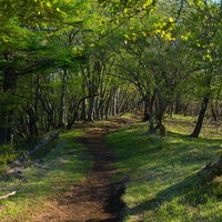 新緑の森を縫う鍋割山の登山道と稜線の風景の写真