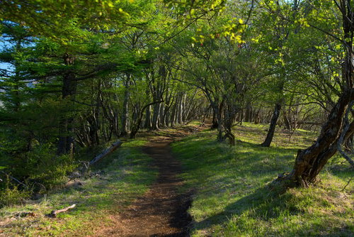 新緑の森を縫う鍋割山の登山道と稜線の風景