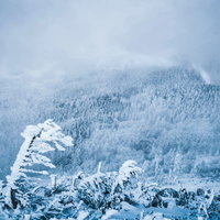 霧氷と樹氷に覆われた雪山の針葉樹の写真