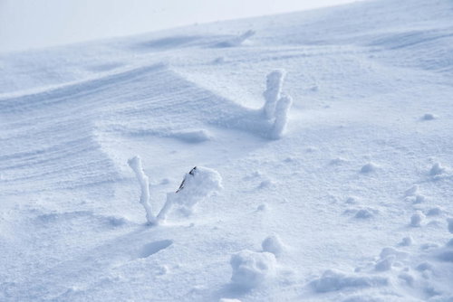厳冬に現れるリトルモンスター、雪山の樹氷