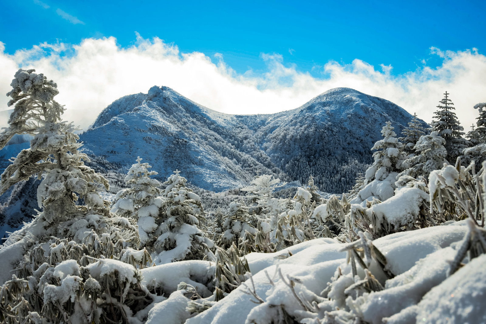 雪に覆われた天狗岳の山並みと樹氷に覆われた樹木