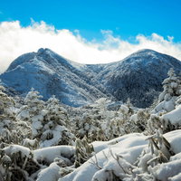 厳冬期の雪景色と樹氷に覆われた樹木（天狗岳）の写真