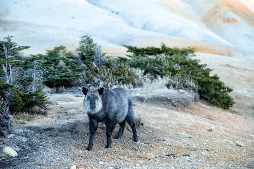 登山道で遭遇した野生のカモシカが警戒する瞬間