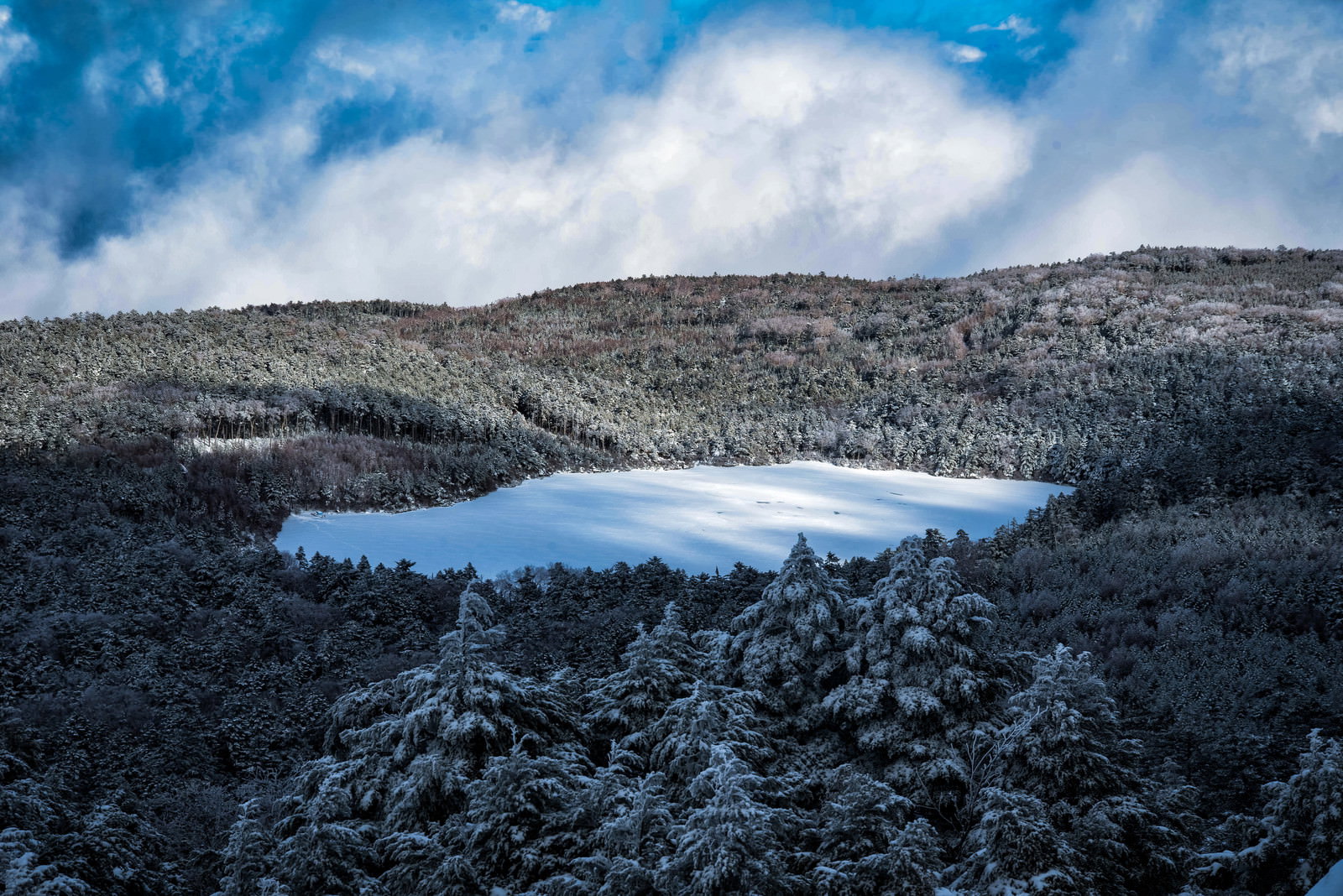 厳冬期の雪に覆われた白駒池と周囲の針葉樹の森の風景