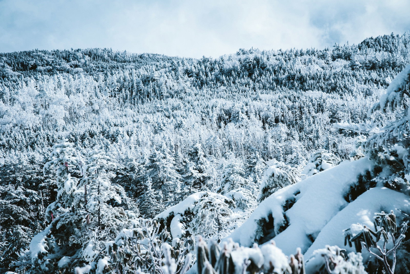 雪に覆われた山の斜面に樹氷が付いた針葉樹の森が広がる冬景色