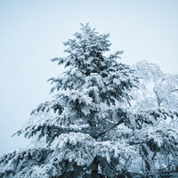 いてつく樹氷・霧氷に覆われた冬木立の写真