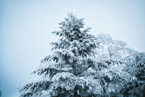 いてつく樹氷・霧氷に覆われた冬木立
