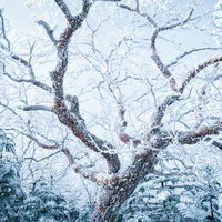 雪山に張り巡らせる樹氷と霧氷の冬景色の写真