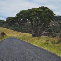 オークランドの丘陵地帯に立つ道沿いの大木の写真
