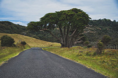 オークランドの丘陵地帯に立つ道沿いの大木