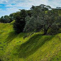 コーンウォール・パークの緑の丘陵に立つ巨木（ニュージーランド・オークランド）の写真
