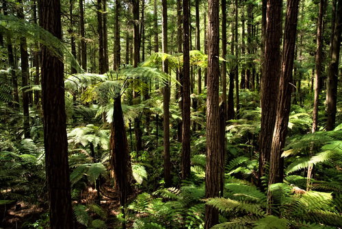 ジャイアントセコイアとシルバーファーンが生い茂るニュージーランドの樹海