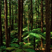 シルバーファーンに差す光とジャイアントセコイアの森の写真