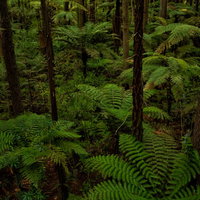 ジャイアントセコイアとシルバーファーンが自生するニュージーランドの原生林の写真