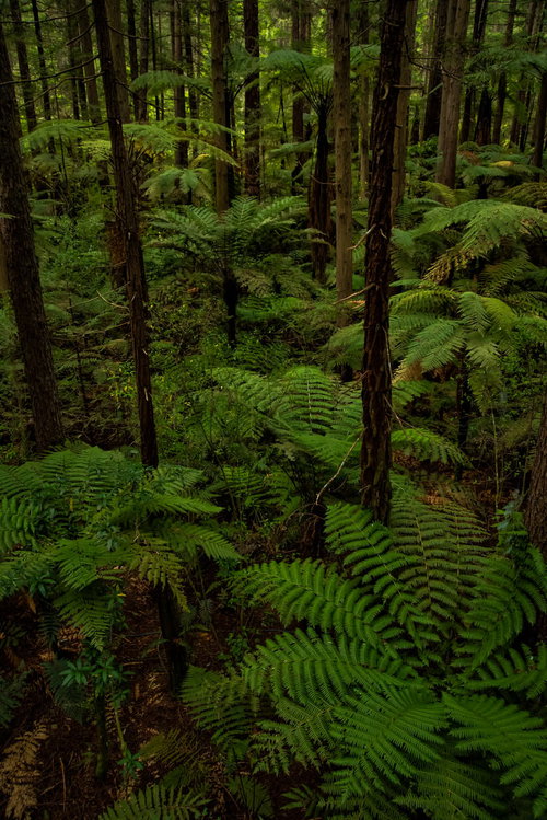 ジャイアントセコイアとシルバーファーンが自生するニュージーランドの原生林
