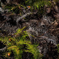 森の地面に広がるシダ植物と枯葉の自然風景の写真