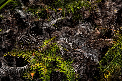 森の地面に広がるシダ植物と枯葉の自然風景