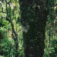 ニュージーランドの原生林に深く生える苔と木の幹の写真