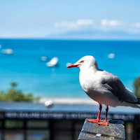 ニュージーランドの海岸沿いで手すりに止まるカモメと海の風景の写真
