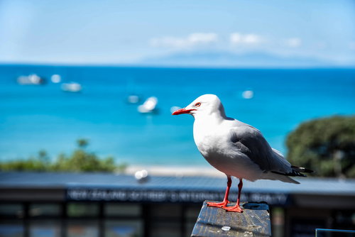 ニュージーランドの海岸沿いで手すりに止まるカモメと海の風景
