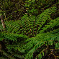 ニュージーランド原産のシルバーファーン、ジャングルに繁茂するシダ植物の写真