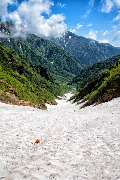 新緑に包まれた針ノ木大雪渓（日本三大雪渓）