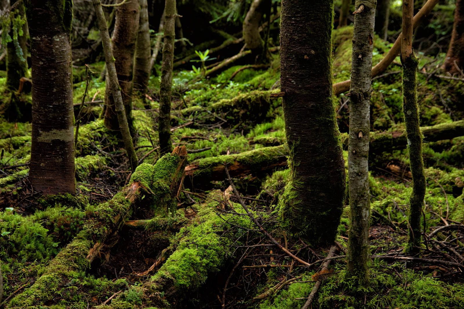 深い森の中で樹木に青々とした苔が密生する原生林の風景