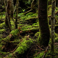 苔生す原生林の樹木と湿地帯の深い森林環境の写真