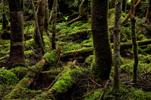 苔生す原生林の樹木と湿地帯の深い森林環境