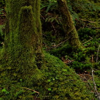 苔生した木々と湿潤な地面が広がる原生林の林床風景の写真