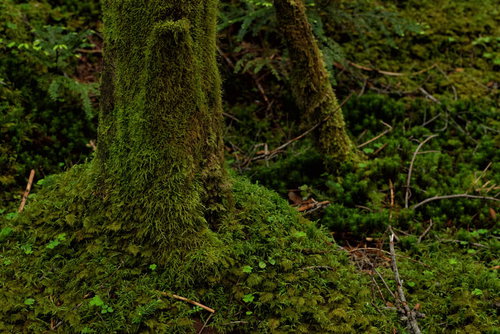 苔生した木々と湿潤な地面が広がる原生林の林床風景