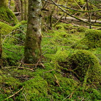 苔が生い茂る森の風景の写真