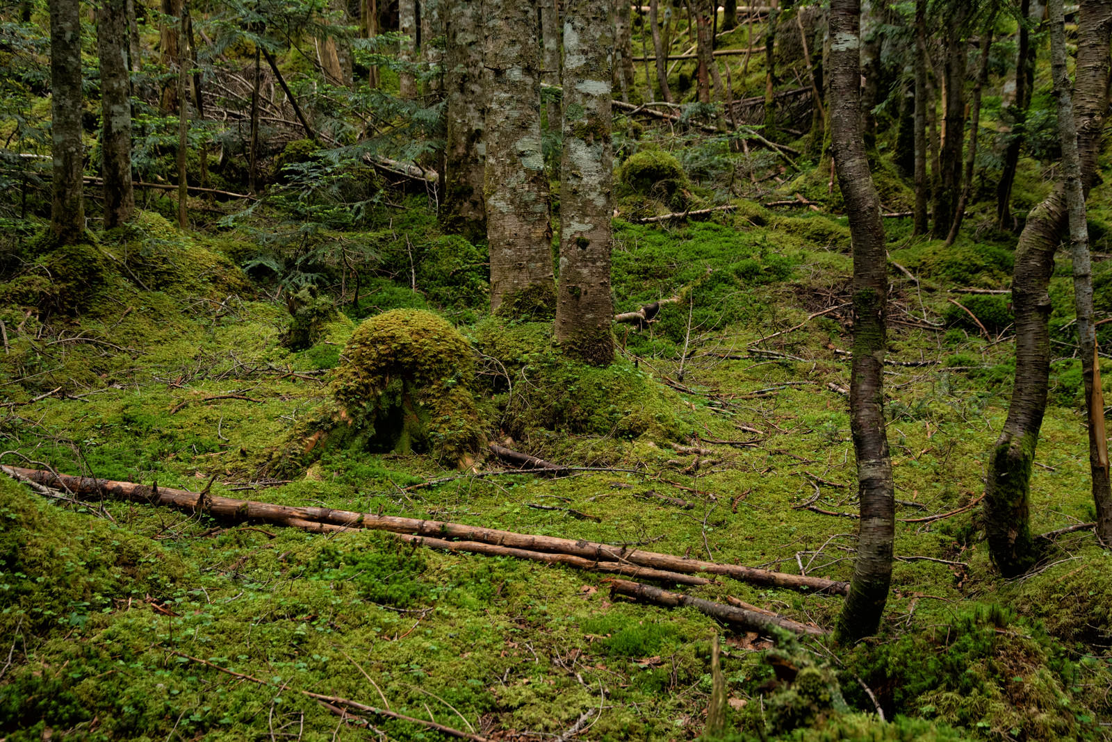 緑の苔に覆われた森の地面に横たわる枯れた木の幹と周囲の木々