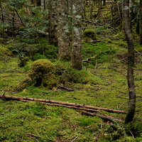 苔生した大地に横たわる枯れ木と木々の風景の写真