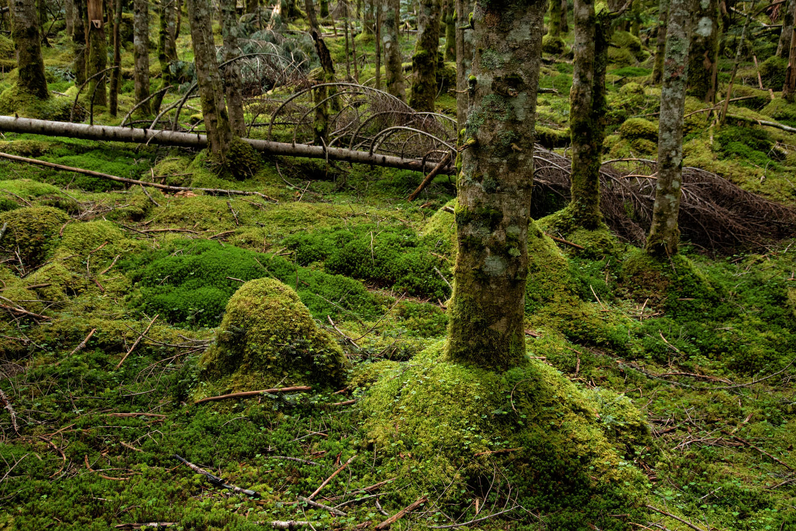 緑の苔に覆われた倒木が転がる森の大地の風景